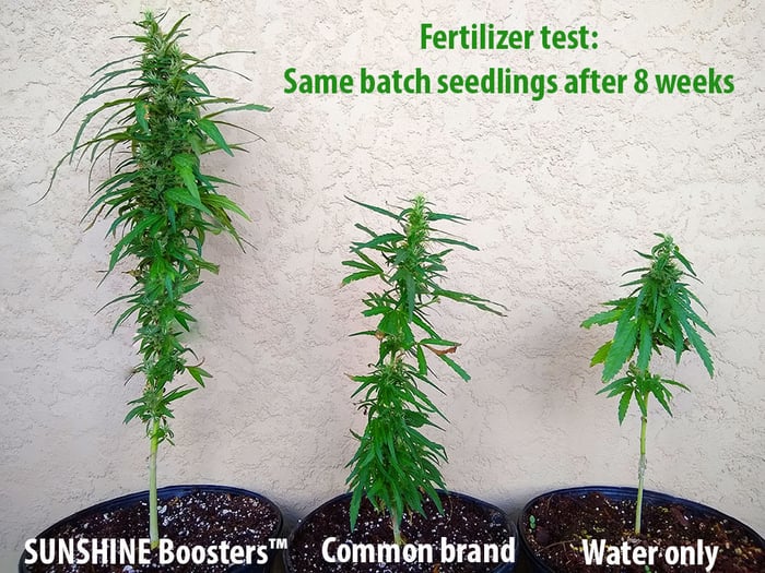 Testing Sunshine Boosters on Cannabis plants
