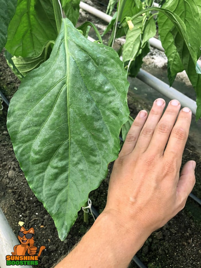 Update from greenhouses