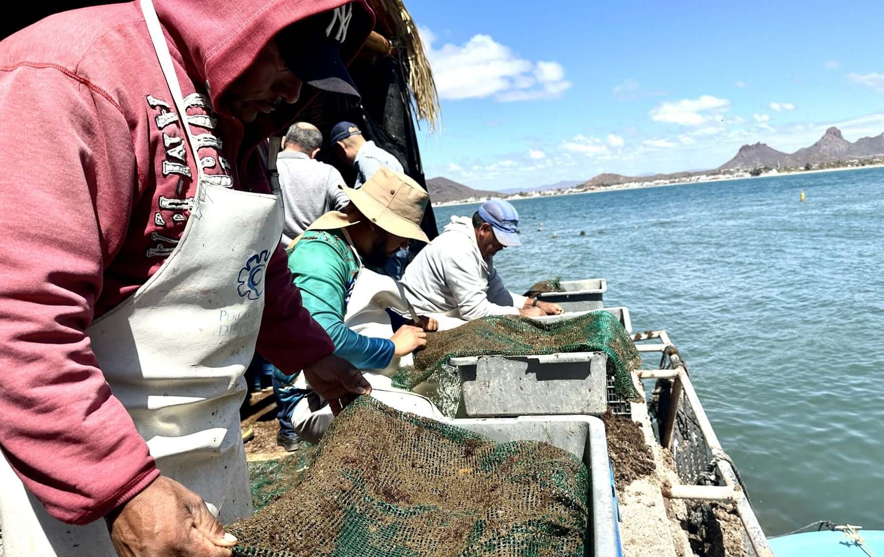 Workers collecting spat at the pearl farm