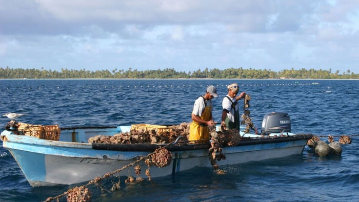 Pearls from our Tahitian Farm Friends