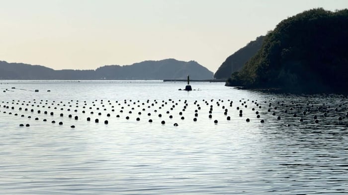 View from the akoya pearl farm in Uwajima, Japan