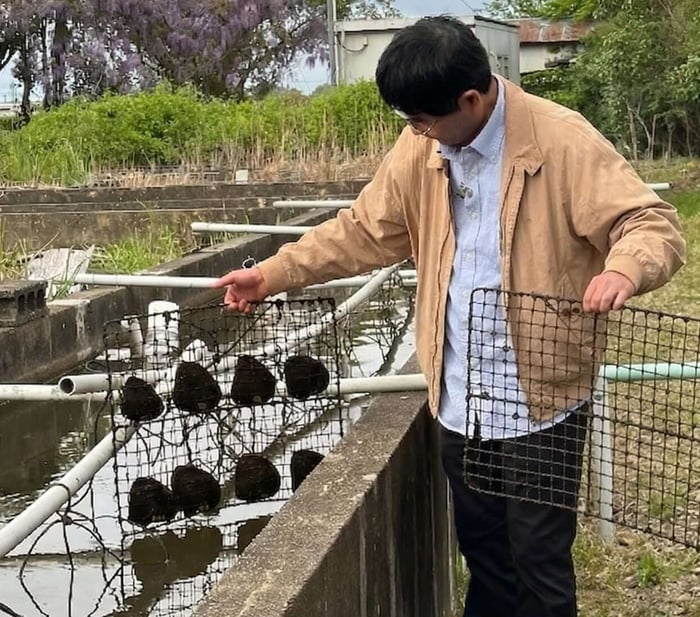 Yoneguchi-san's freshwater pearl culturing operation