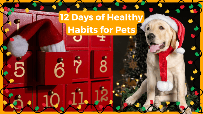 12 Days of Healthy Habits for Pets: Simple Ways to Support Your Dog During the Holidays
