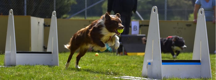Flyball Training Tips During the Off-Season: Interview with Aaron Robbins of Rocket Relay