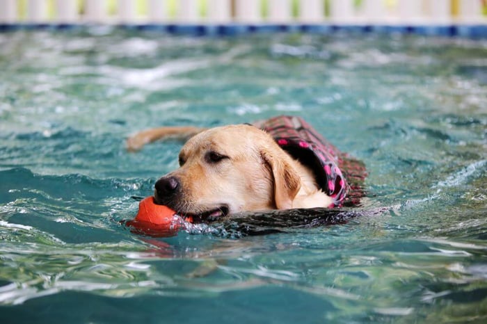 How to Pick the Best Dog Toy for Dock Diving