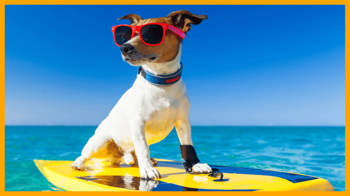 5 Summer Adventures for You and Your Pet