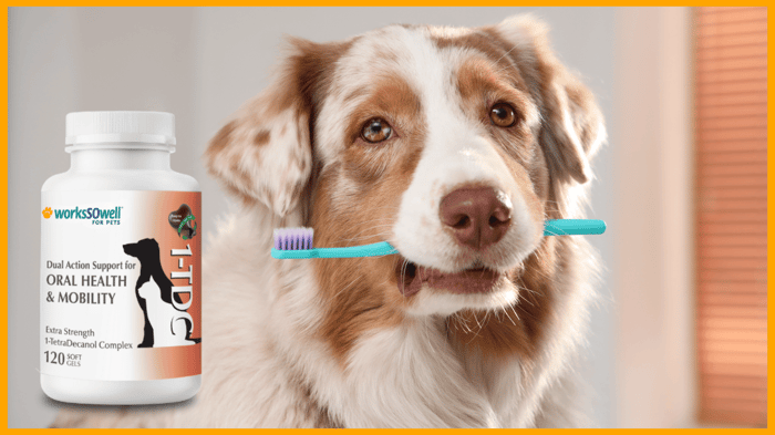 DIY Tooth-Brushing Hacks: Make Pet Dental Care Easier Every Day