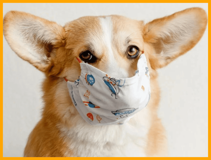 Your Dog's Gum Health: 5 Signs of Trouble + Easy Tips