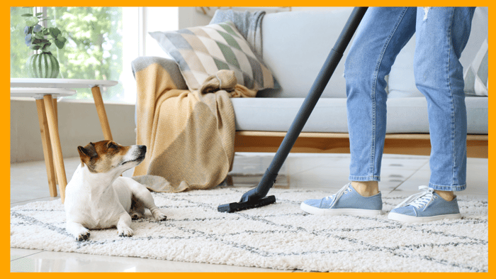 The Silent Irritants: Everyday Items That Trigger Inflammation in Pets