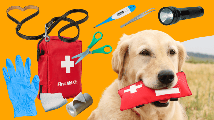 Creating a Pet First Aid Kit: What Every Owner Should Have