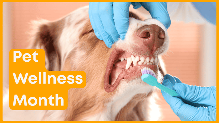 Celebrate National Pet Wellness Month with 1-TDC: Simple Ways to Support Your Pet’s Health