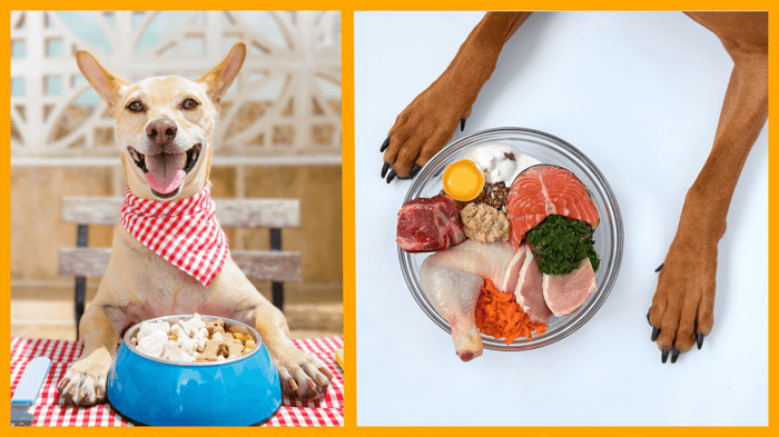 raw food vs. kibble