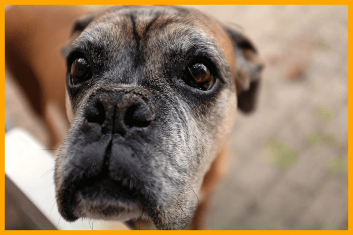 Senior dog fitness