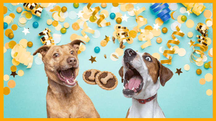 10 Fun Ways to Celebrate Spoil Your Dog Day on August 10th