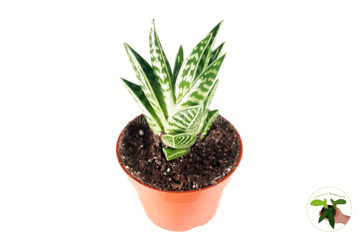 Tiger Aloe