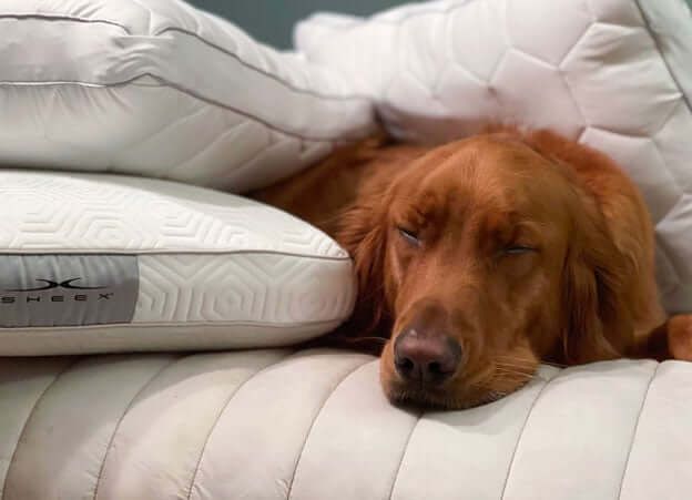 Dog Laying Next to a Cooling Pillow