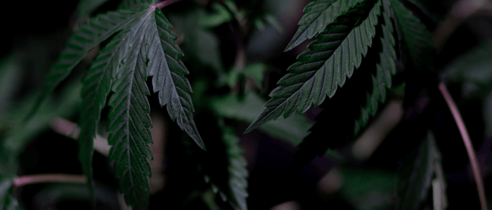 Does Delta 8 get you high?