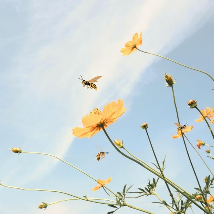 🐝 🌿 Naturlige tips mot vepsestikk – og hvordan du kan holde dem unna