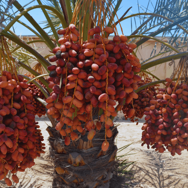 Our most asked question about Dates