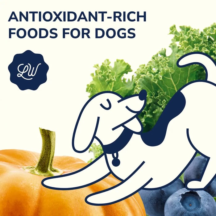 Unleashing the Power of Antioxidants for Dogs: A Key to Vitality