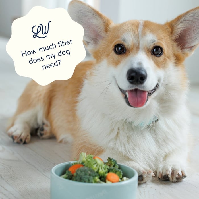 Is Fiber for Dogs as Important as it is for Humans?