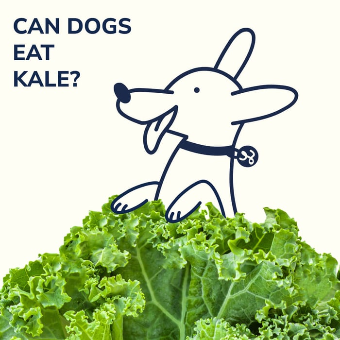 Can My Dog Eat Kale? A Nutritional Guide for Pet Owners