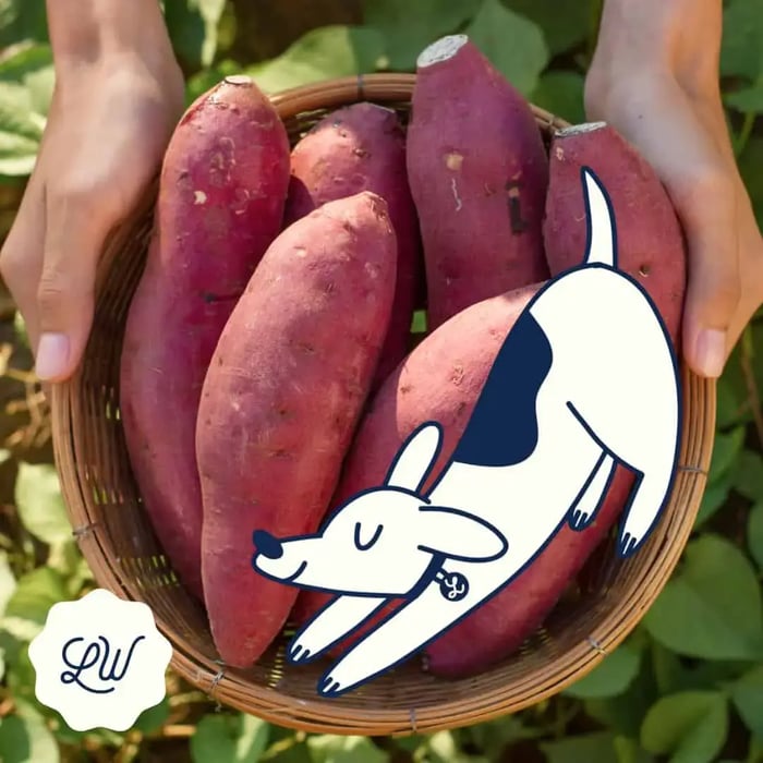 Unlocking the Nutritional Goldmine: The Benefits of Sweet Potato for Dogs