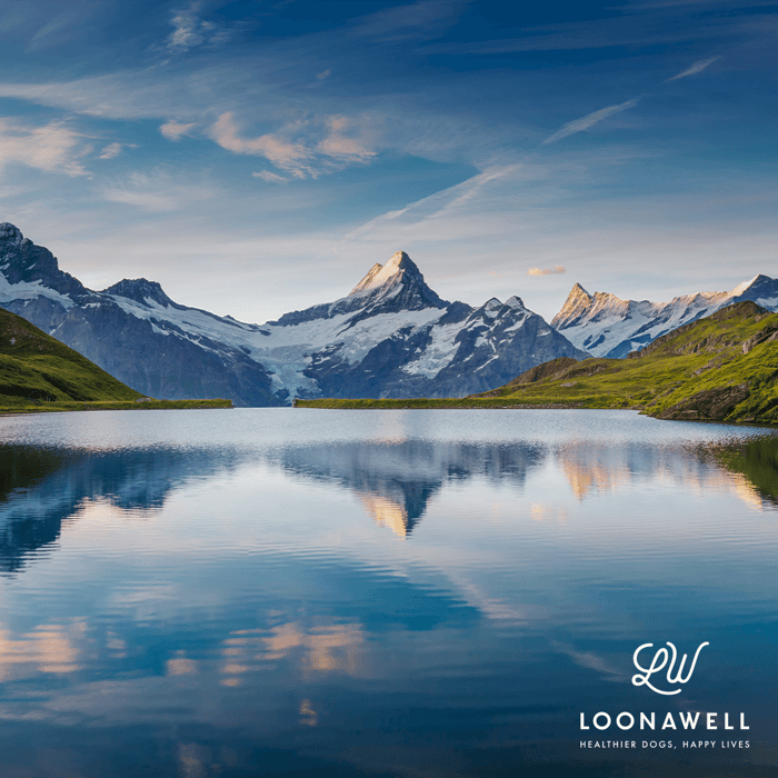 LOONAWELL in one sentence? The Swiss-Made revolution of the Pet Food category.
