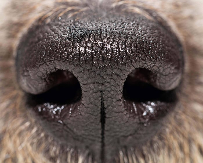 What Determines Dog Food Odor? Is It the Dog's Preference?
