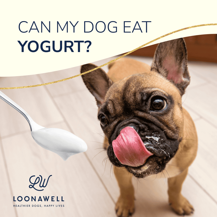 Can My Dog Eat Yogurt?