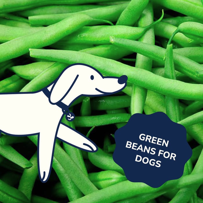 Green Beans for Dogs: A Nutritious Treat