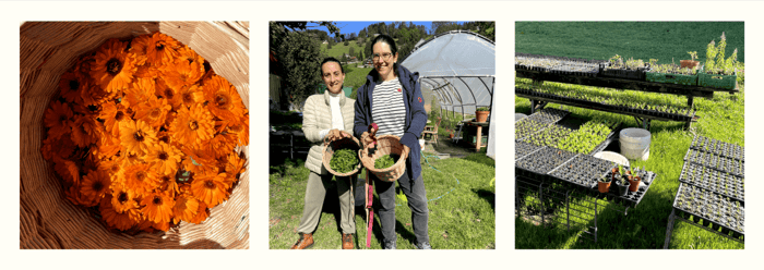 swiss herb supplier for LOONAWELL 