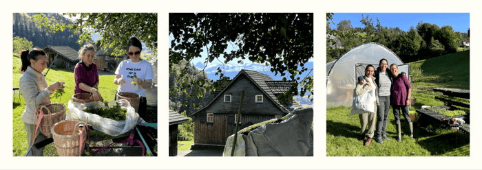 swiss herb supplier