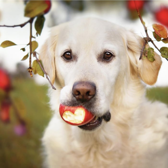 Apples for Dogs: A Powerhouse of Health Benefits