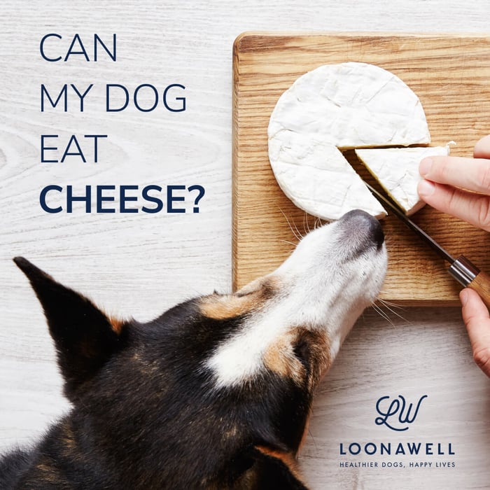 Can my dog eat cheese?
