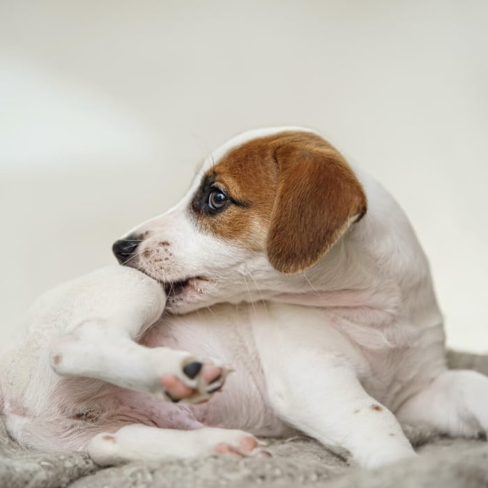 Sensitive Skin: Can Healthy Treats & Food Help My Dog ?