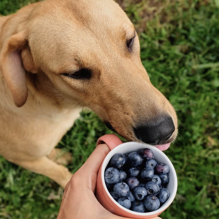 The Benefits of Blueberries for Dogs