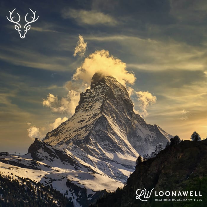 CERVO and LOONAWELL Partner, For Dog Health & Wellbeing