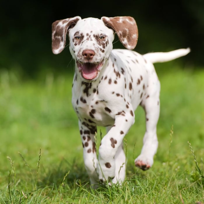 The importance of vitamins, minerals, and amino acids for your dog’s health