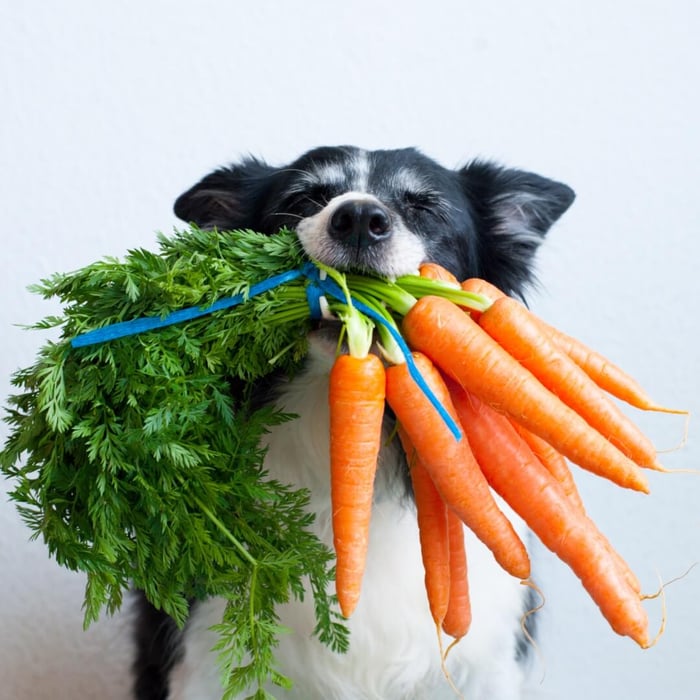 Carrots for dogs are amazing! Learn Why!