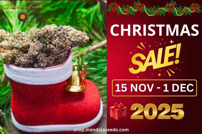 Christmas Sale at Mandala Seeds