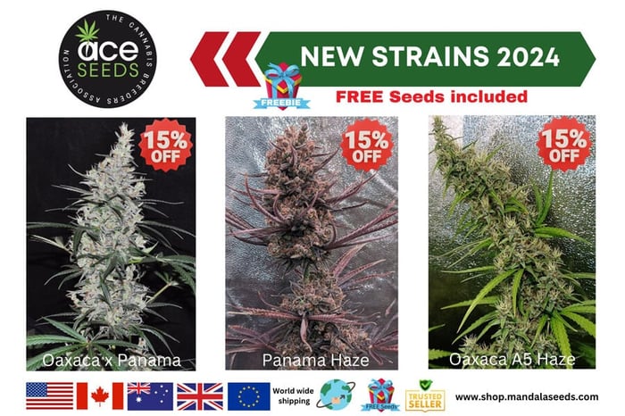 New Ace Seeds Strains 2024 - Now on Sale! (Sale offer expired - see new deals)