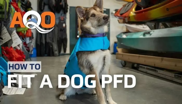 How to Fit a Dog PFD
