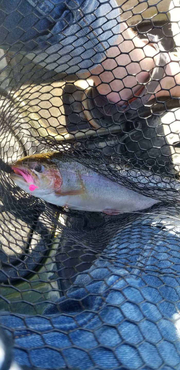 Pond life, Pond Strife, Pond Trout in a kayak.