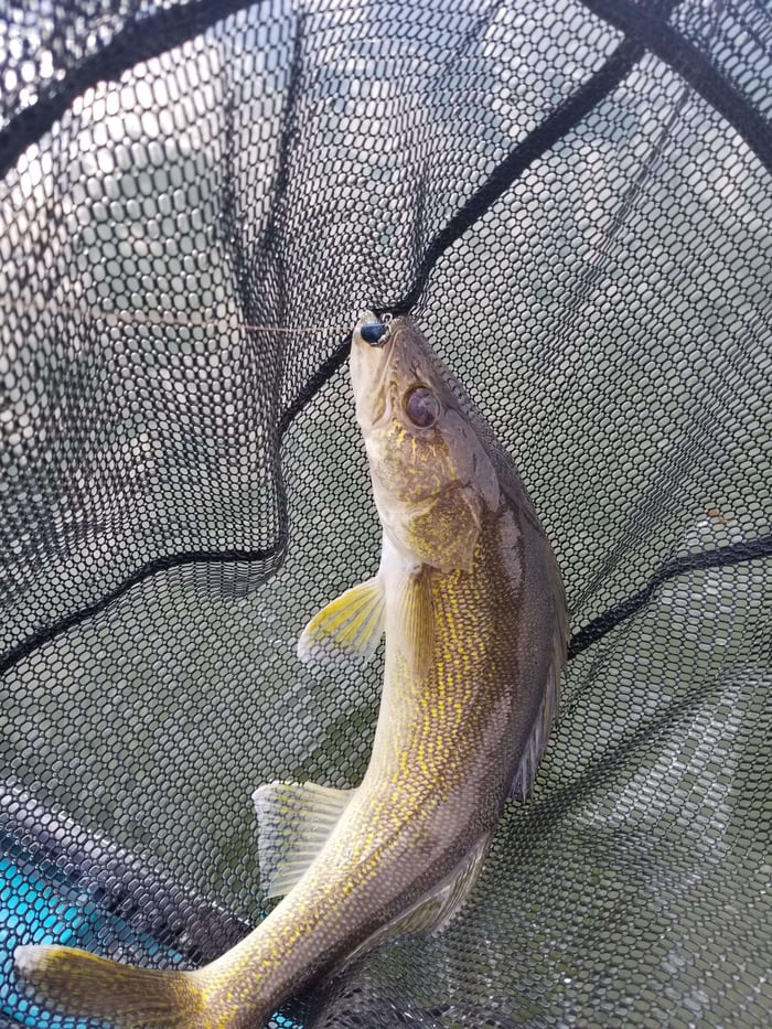 Living on the ledge-A Pigeon lake Walleye Goldmine.