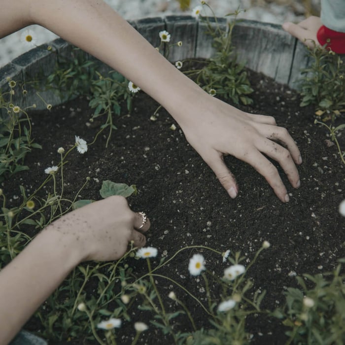 Planting Wildflowers