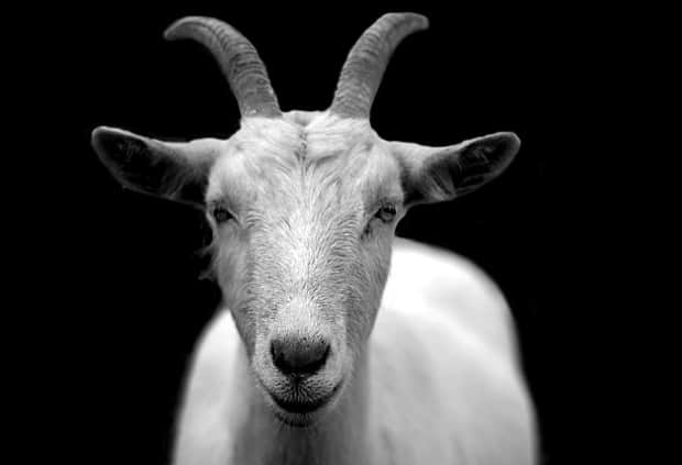 What is Horny Goat Weed (And Does It Work?)
