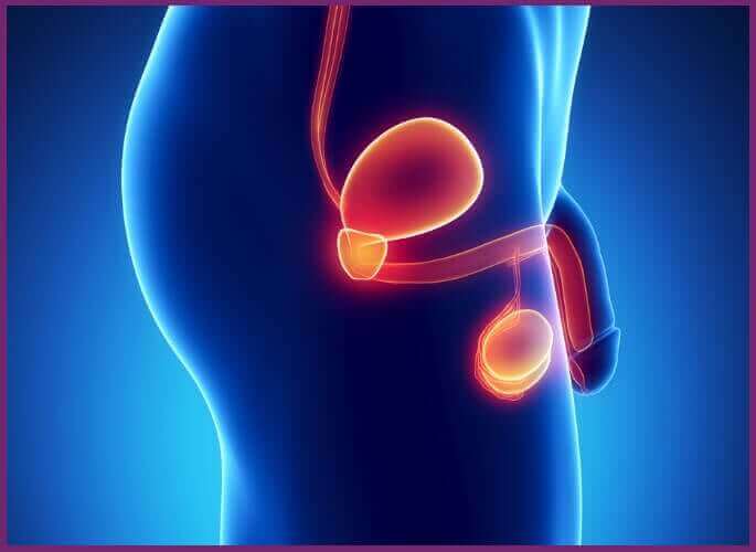 Male G Spot Max   Internal 1