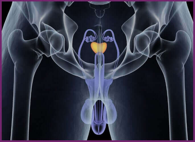 Male G Spot   Internal 2