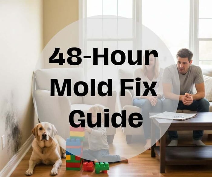 How to Prevent and Get Rid of Mold After Flooding